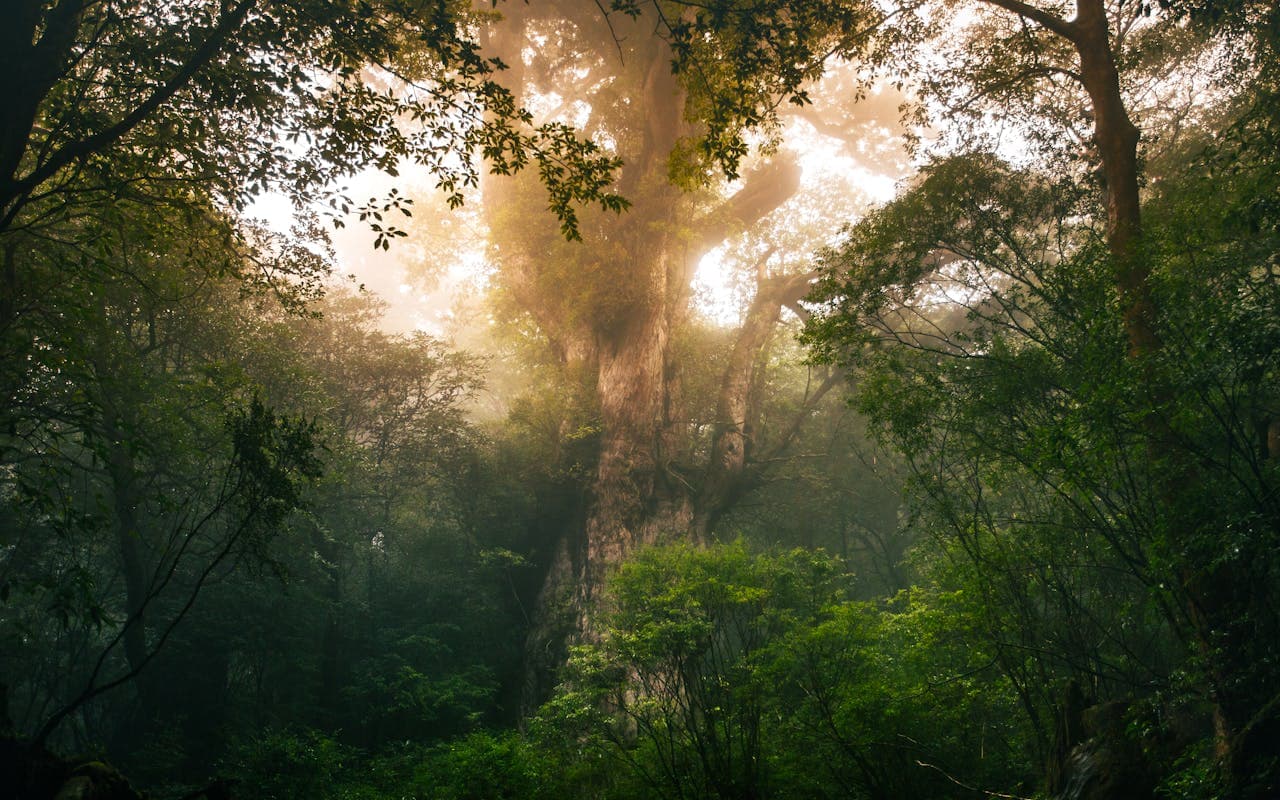 Forest Bathing in Yakushima